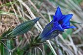 03_gentiana acaulis